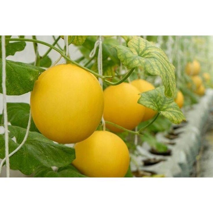 Golden Melon SmartGreen